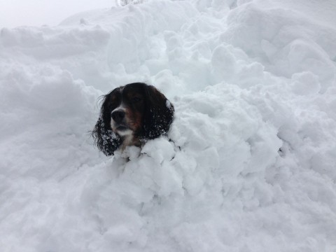 Poppy the snowman1