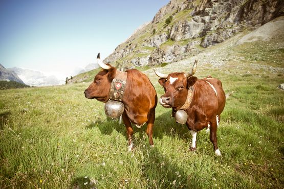riffelalp cows zermatt