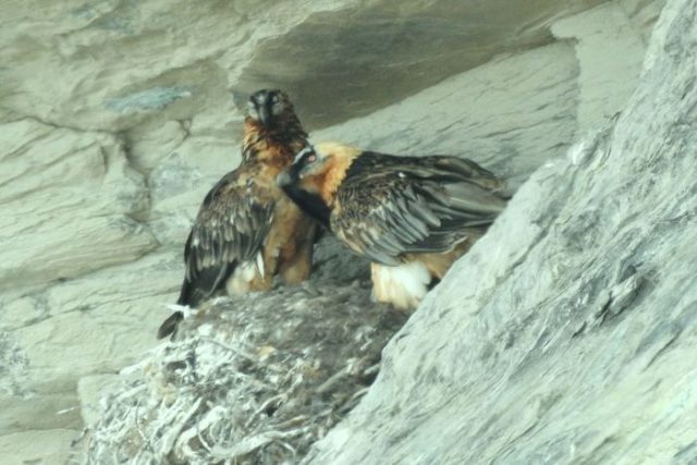 vulture zermatt (c) brunomooser