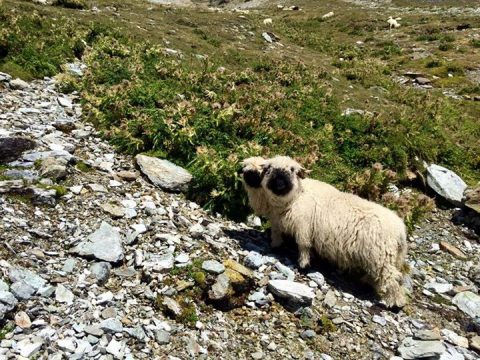 black nosed sheep