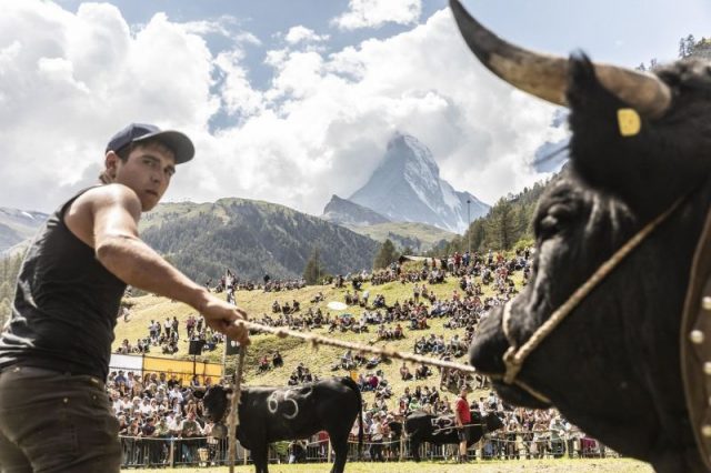 cow fighting zermatt