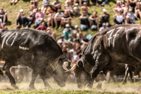cow fighting zermatt